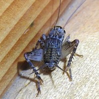 自宅の廊下に ピョンピョン跳ねる小さ 昆虫その他の生き物たち のアルバム みんなの趣味の園芸