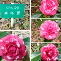 菊冬至』という名前の『椿』😊初めて...「今年初の『京都府立植物園