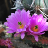 美花角錦Echinocereuspentalophus f....「Echinocereus(エキノケレウス