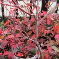 ポインセチアに白い虫 写真2枚目 パルちゃんさんの日記 みんなの趣味の園芸15 12 13