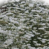 オルレアの種類 原種 品種 植物図鑑 みんなの趣味の園芸 Nhk出版