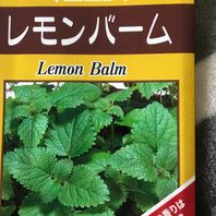 レモンバームとは 育て方図鑑 みんなの趣味の園芸 Nhk出版