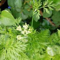 オルレアの種類 原種 品種 植物図鑑 みんなの趣味の園芸 Nhk出版