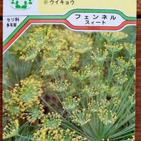 フェンネルの種類 原種 品種 植物図鑑 みんなの趣味の園芸 Nhk出版