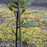 ゲッケイジュの種類 原種 品種 植物図鑑 みんなの趣味の園芸 Nhk出版