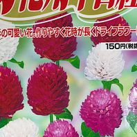 センニチコウの種類 原種 品種 植物図鑑 みんなの趣味の園芸 Nhk出版