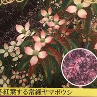 ヤマボウシの種類 原種 品種 植物図鑑 みんなの趣味の園芸 Nhk出版