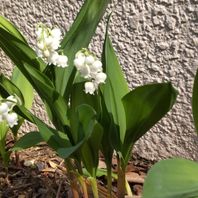 スズランとは｜育て方がわかる植物図鑑｜みんなの趣味の園芸（NHK出版）