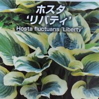 ギボウシ（ホスタ）とは｜育て方がわかる植物図鑑｜みんなの趣味の園芸