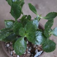 切り戻しと植え替え カランコエ 花から次の花まで そだレポ みんなの趣味の園芸