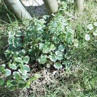 シマトネリコの下草 シマトネリコの下草 そだレポ みんなの趣味の園芸