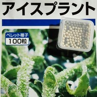 アイスプラントとは 育て方図鑑 みんなの趣味の園芸 Nhk出版