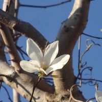 コブシの写真 植物図鑑 みんなの趣味の園芸 Nhk出版