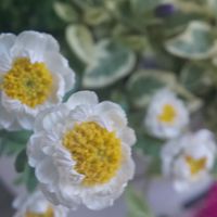 花かんざしの写真 植物図鑑 みんなの趣味の園芸 Nhk出版