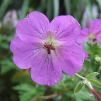 ゲラニウム 高性種 の写真 3ページ目 植物図鑑 みんなの趣味の園芸 Nhk出版