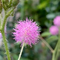 オジギソウとは 育て方図鑑 みんなの趣味の園芸 Nhk出版