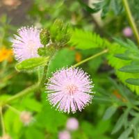 オジギソウとは 育て方図鑑 みんなの趣味の園芸 Nhk出版