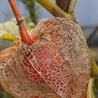 ホオズキの種類 原種 品種 植物図鑑 みんなの趣味の園芸 Nhk出版