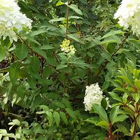 ノリウツギの種類 原種 品種 植物図鑑 みんなの趣味の園芸 Nhk出版