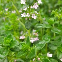 タイムの写真 植物図鑑 みんなの趣味の園芸 Nhk出版