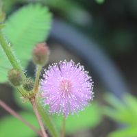 オジギソウとは 育て方図鑑 みんなの趣味の園芸 Nhk出版