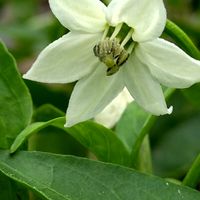 ピーマンの写真 植物図鑑 みんなの趣味の園芸 Nhk出版