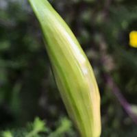 ネリネの育て方 みんなの趣味の園芸 Nhk出版