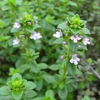 タイムの写真 植物図鑑 みんなの趣味の園芸 Nhk出版