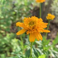 ヘリオプシスの種類 原種 品種 植物図鑑 みんなの趣味の園芸 Nhk出版