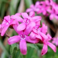 オキシペタラム ブルースター とは 育て方図鑑 みんなの趣味の園芸 Nhk出版