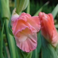 グラジオラス 夏咲き の育て方 みんなの趣味の園芸 Nhk出版