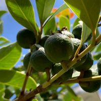 グアバとは｜育て方がわかる植物図鑑｜みんなの趣味の園芸（NHK出版）