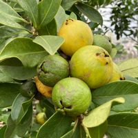 グアバとは｜育て方がわかる植物図鑑｜みんなの趣味の園芸（NHK出版）