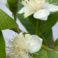 グアバの写真 植物図鑑 みんなの趣味の園芸