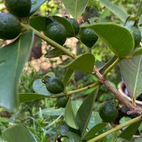 グアバとは｜育て方がわかる植物図鑑｜みんなの趣味の園芸（NHK出版）