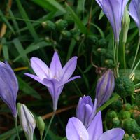 トリテレイア（ブローディア）の育て方・栽培方法｜植物図鑑｜みんなの