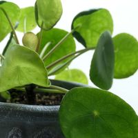 ピレアの写真｜植物図鑑｜みんなの趣味の園芸