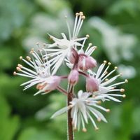 ティアレラとは｜育て方がわかる植物図鑑｜みんなの趣味の園芸（NHK出版）