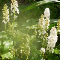 ティアレ・タヒチの写真｜植物図鑑｜みんなの趣味の園芸