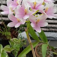 エピデンドラムとは｜育て方がわかる植物図鑑｜みんなの趣味の園芸