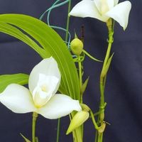 リカステとは｜育て方がわかる植物図鑑｜みんなの趣味の園芸（NHK出版）