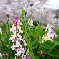 リナリアとは｜育て方がわかる植物図鑑｜みんなの趣味の園芸（NHK出版）