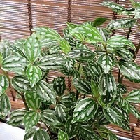 ペペロミアの日記 毎日の植物記録 みんなの趣味の園芸