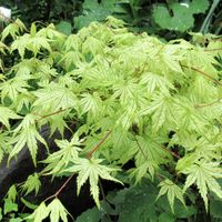 サンダンスの日記 毎日の植物記録 みんなの趣味の園芸