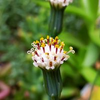 セネシオ 多肉植物 の日記 毎日の植物記録 みんなの趣味の園芸