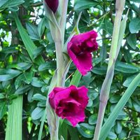 高山植物の日記 毎日の植物記録 みんなの趣味の園芸