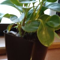 ペペロミアの日記 毎日の植物記録 みんなの趣味の園芸