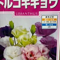 トルコキキョウ3年目の種まき そだレポ 栽培レポート Byしろねこ3 みんなの趣味の園芸