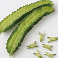 タネから育てる珍しい野菜 トピック ニュース みんなの趣味の園芸