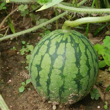 オクラにブツブツ突起状のものが出来ているのはどうしてでしょ 園芸相談q A みんなの趣味の園芸